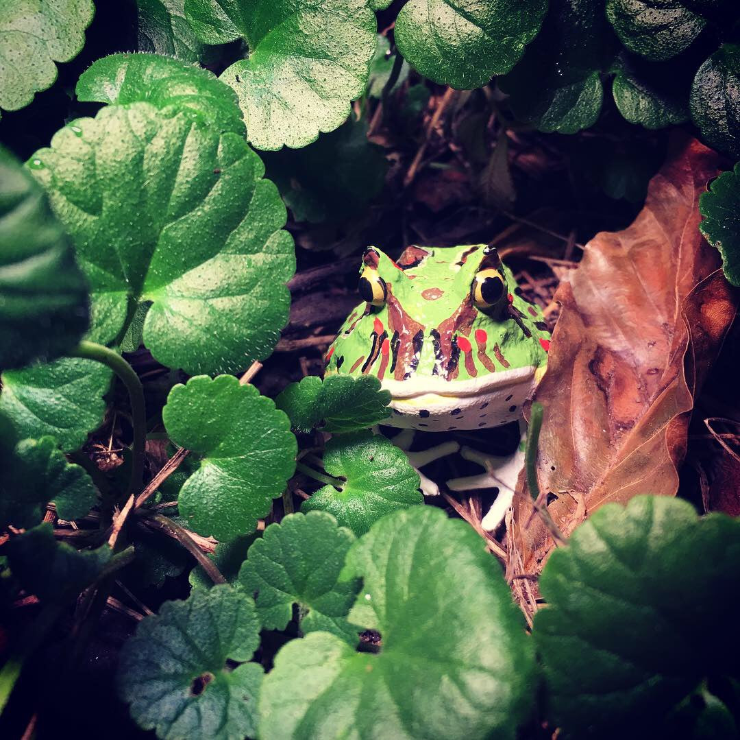 Papo - Argentinsk horngroda