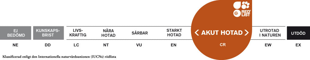 CollectA - Amurleopard