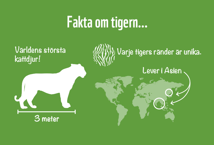 CollectA - Tiger unge gående