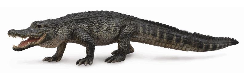 Mississippialligator