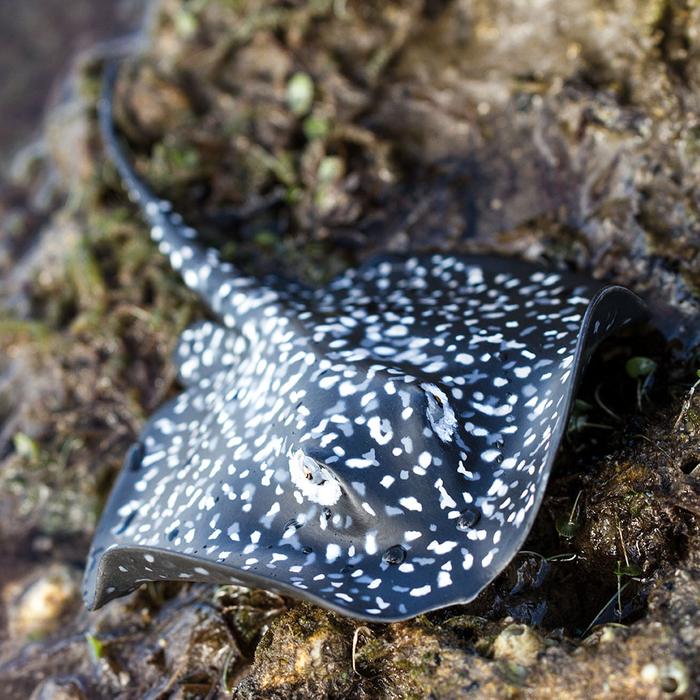 Safari Ltd - Marble Ray