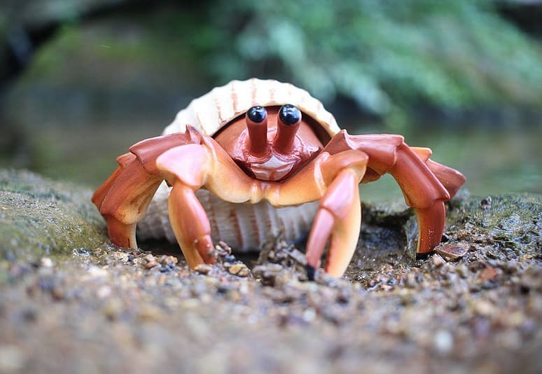 Safari Ltd - Hermit Crab