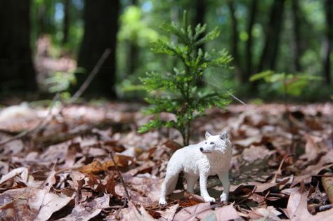 Safari Ltd - Polarvarg