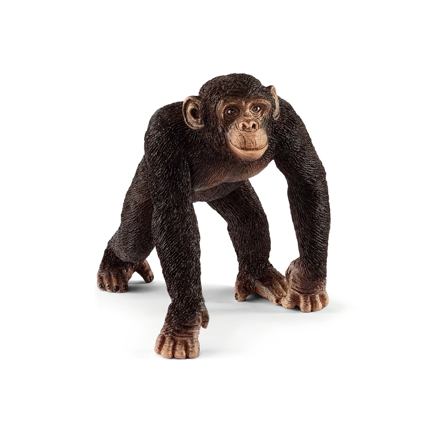 Male chimpanzee
