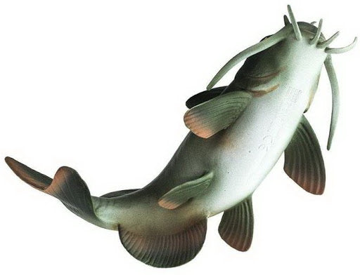 Havskatt
