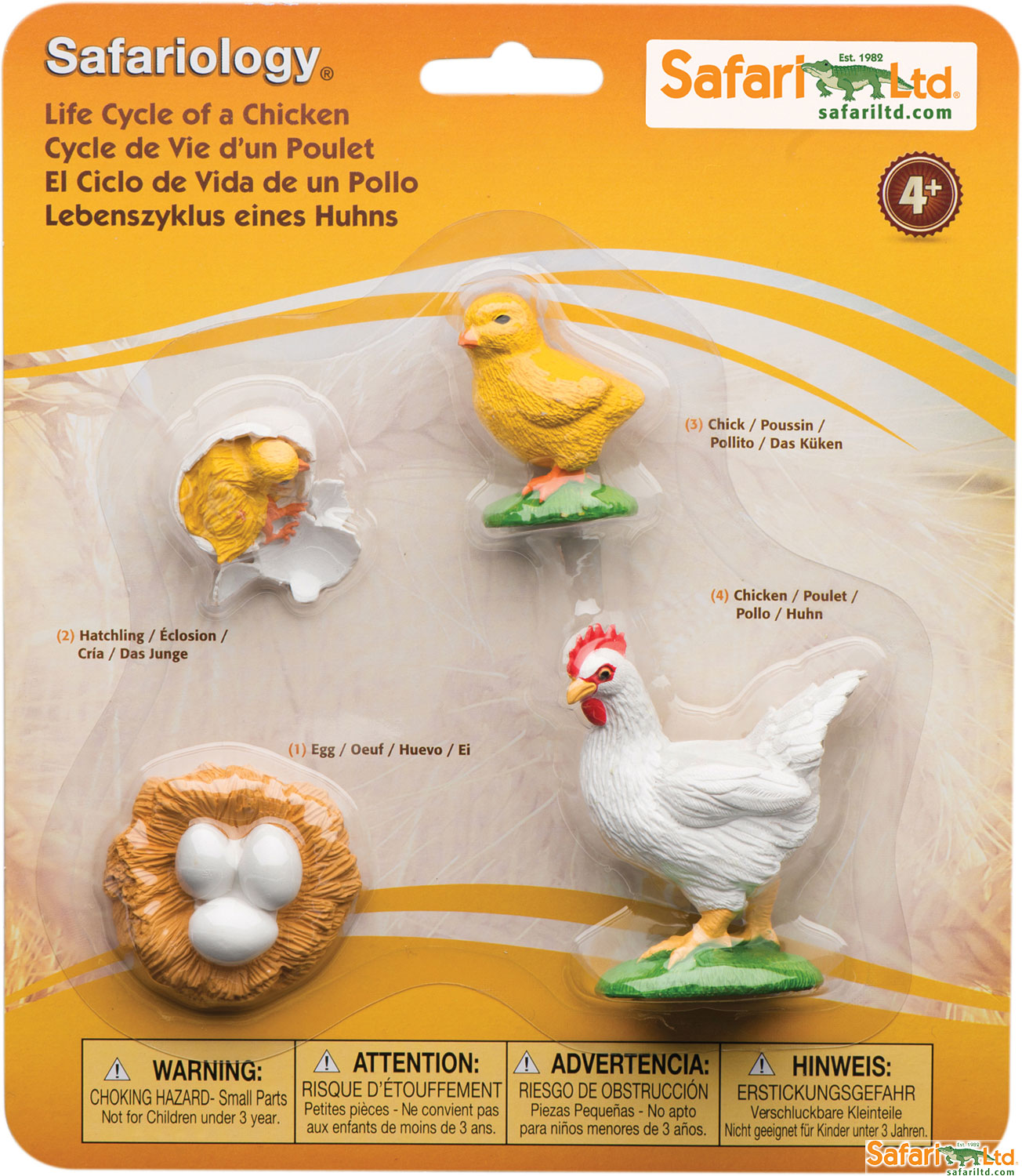 Life Cycle of a Chicken Safariology®