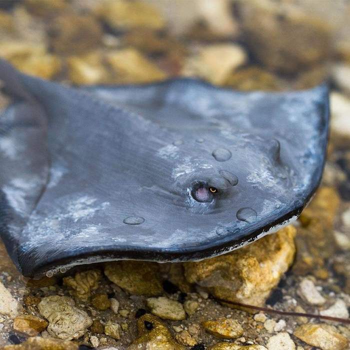 Safari Ltd - Sting Ray (Dasyatis)