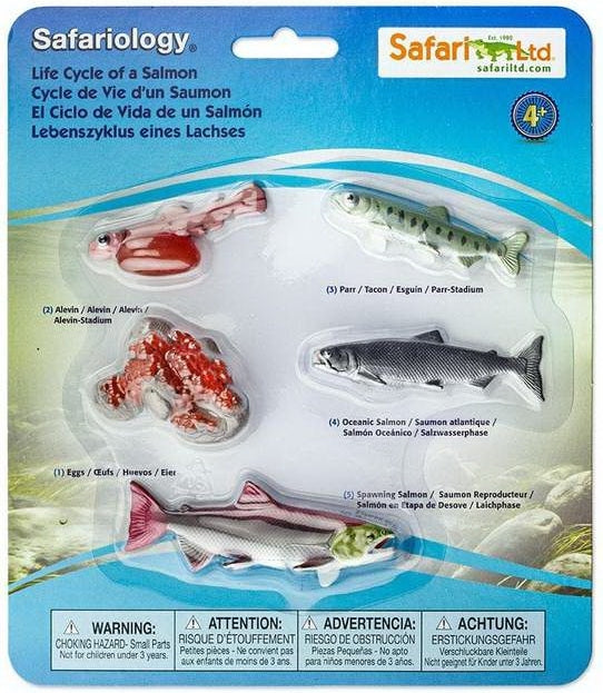 Livscykel av en lax Safariology®