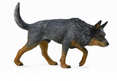 Australian cattledog