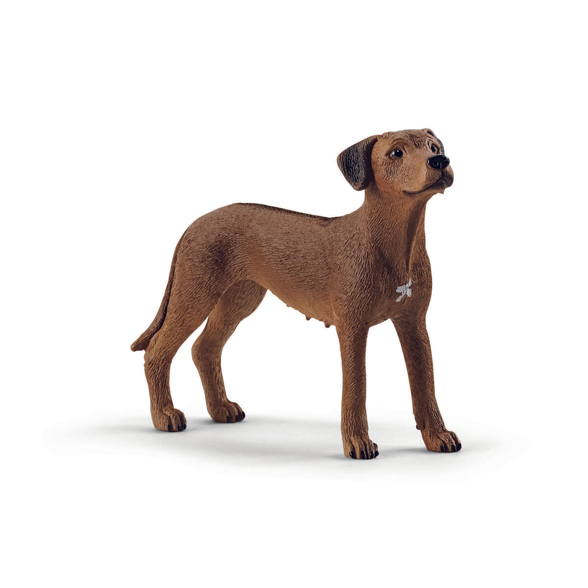 Rhodesian Ridgeback
