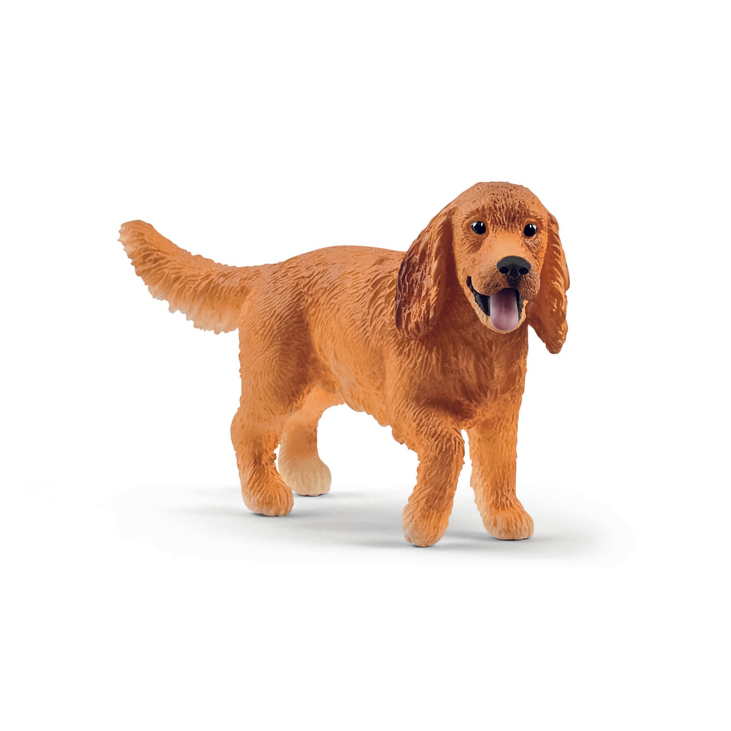 Cocker spaniel