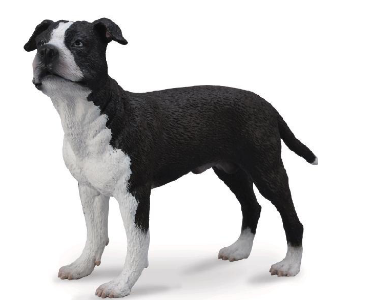 American staffordshire terrier, hane