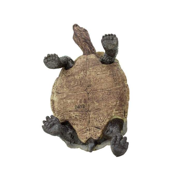 Ökengoffersköldpadda