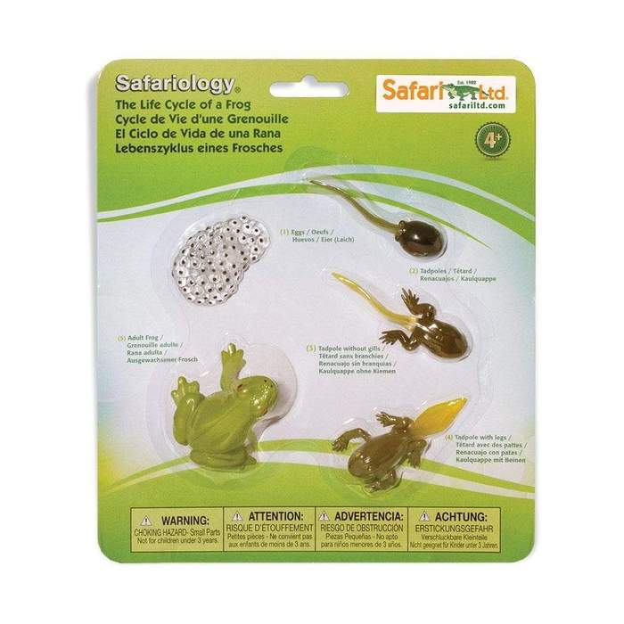 Safari Ltd - Life cycle of a frog Safariology®