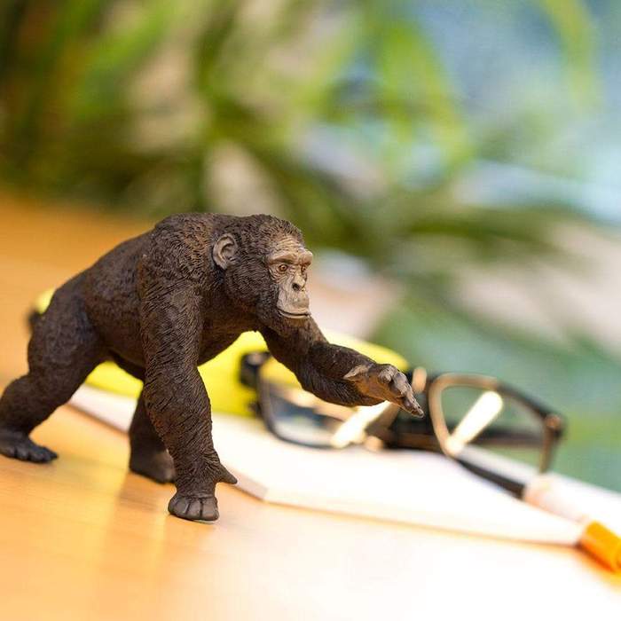 Safari Ltd - Chimpanzee (Scale: 1:12, large model)