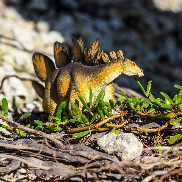 Safari Ltd - Stegosaurus