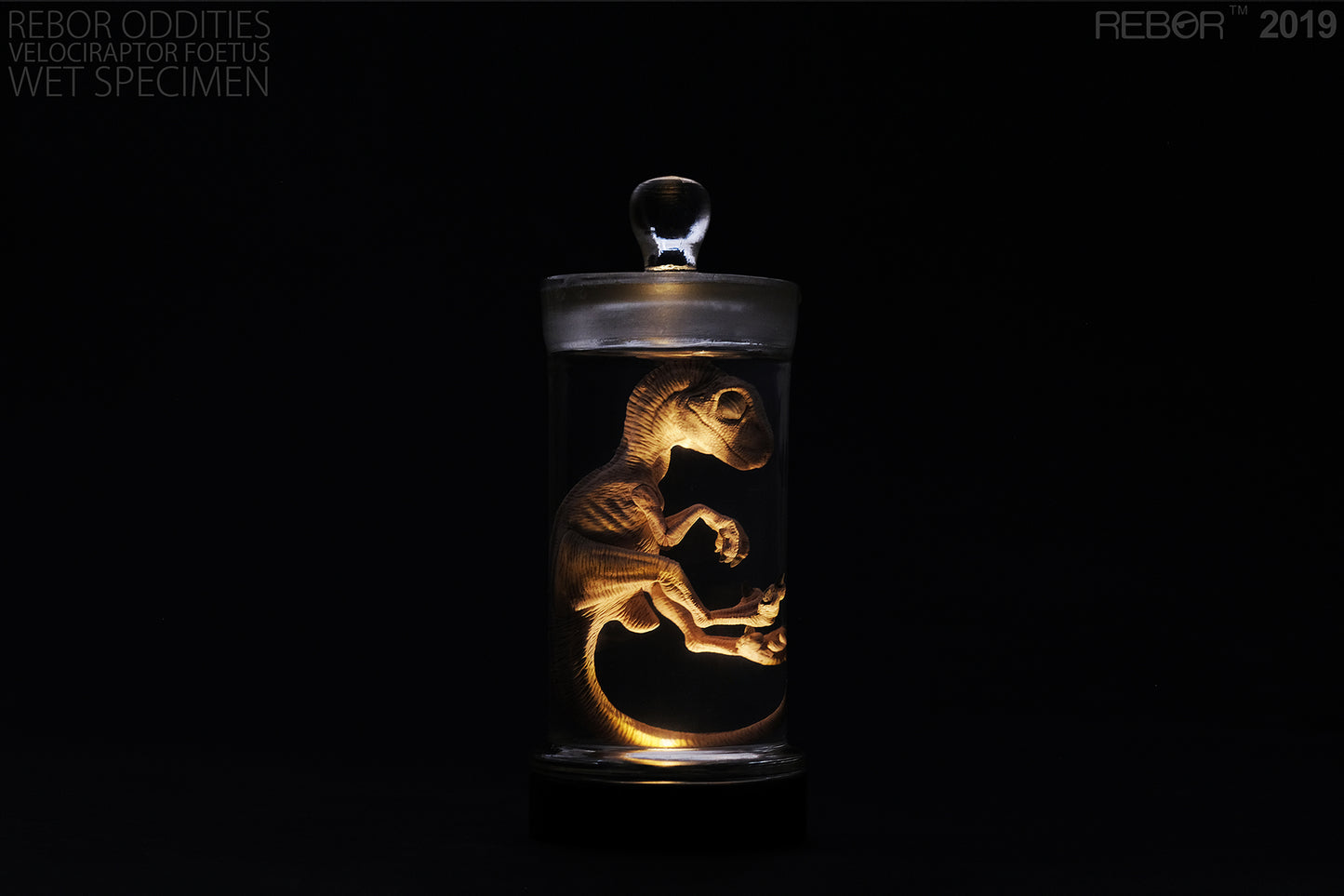 REBOR Oddities Velociraptor Foetus Wet Specimen with Light Up Base