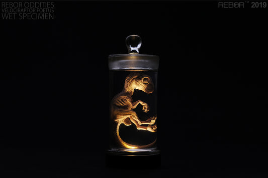 REBOR Oddities Velociraptor Foetus Wet Specimen with Light Up Base