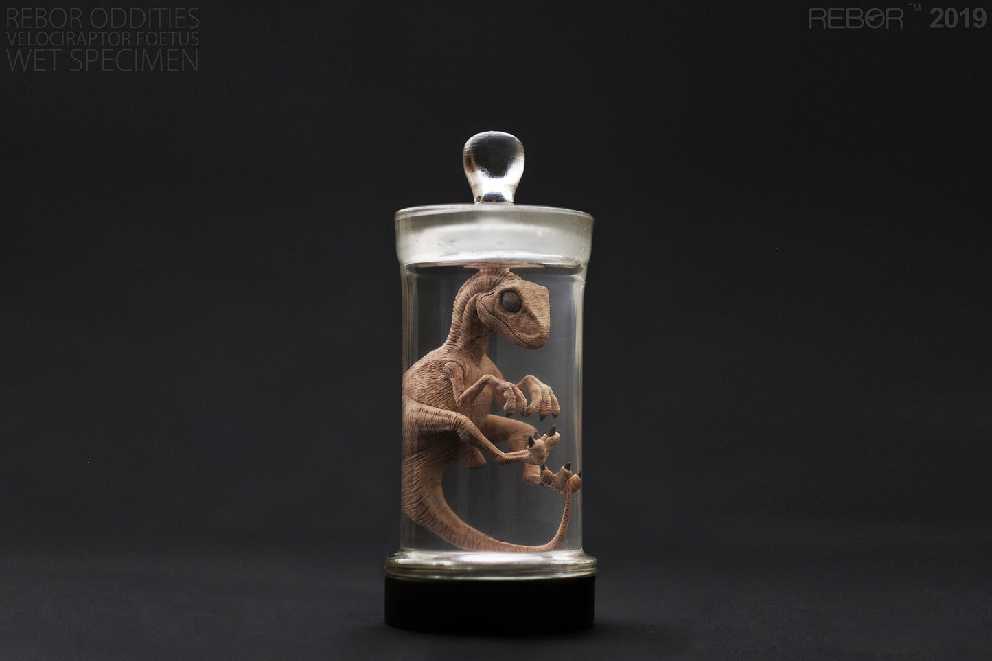 REBOR Oddities Velociraptor Foetus Wet Specimen with Light Up Base