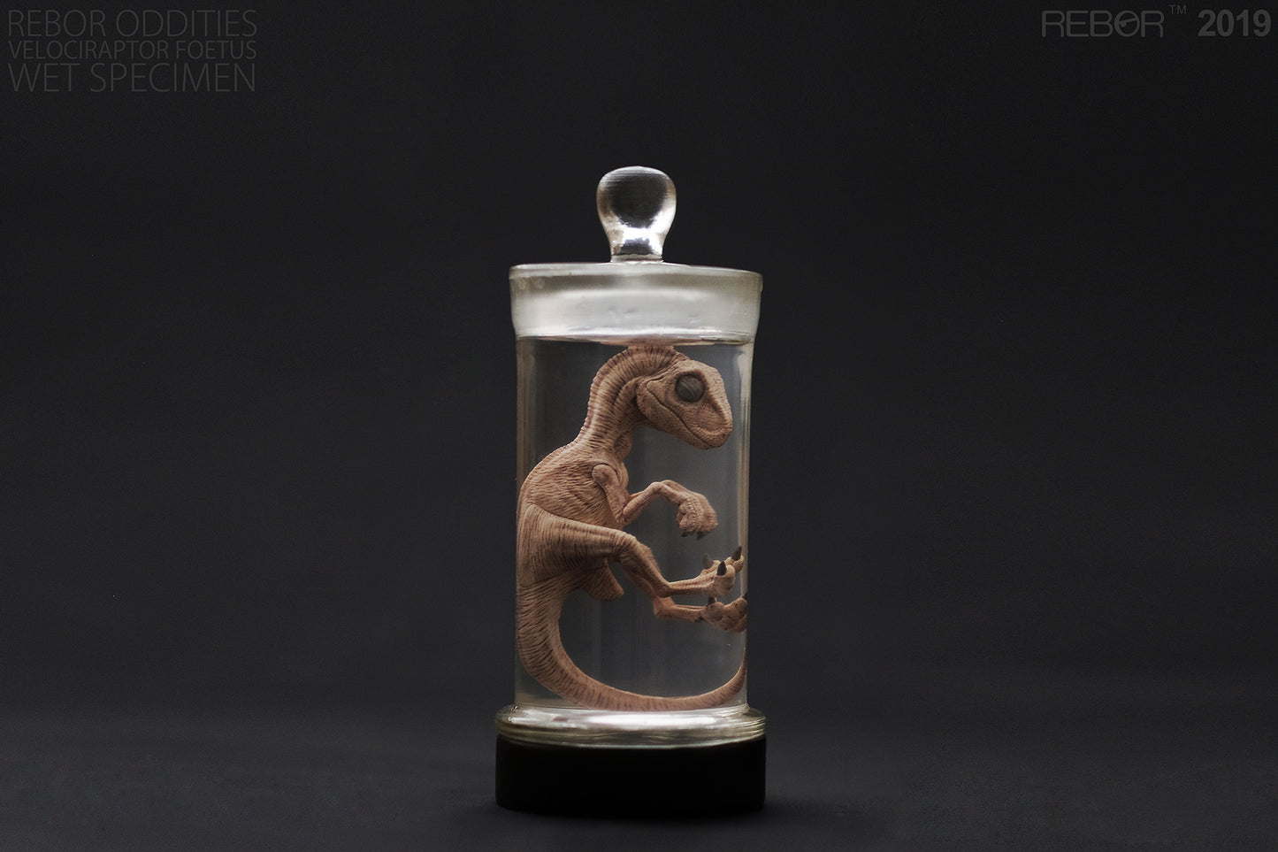 REBOR Oddities Velociraptor Foetus Wet Specimen with Light Up Base