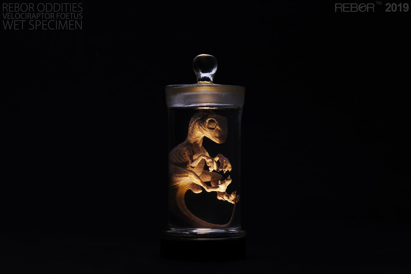 REBOR Oddities Velociraptor Foetus Wet Specimen with Light Up Base