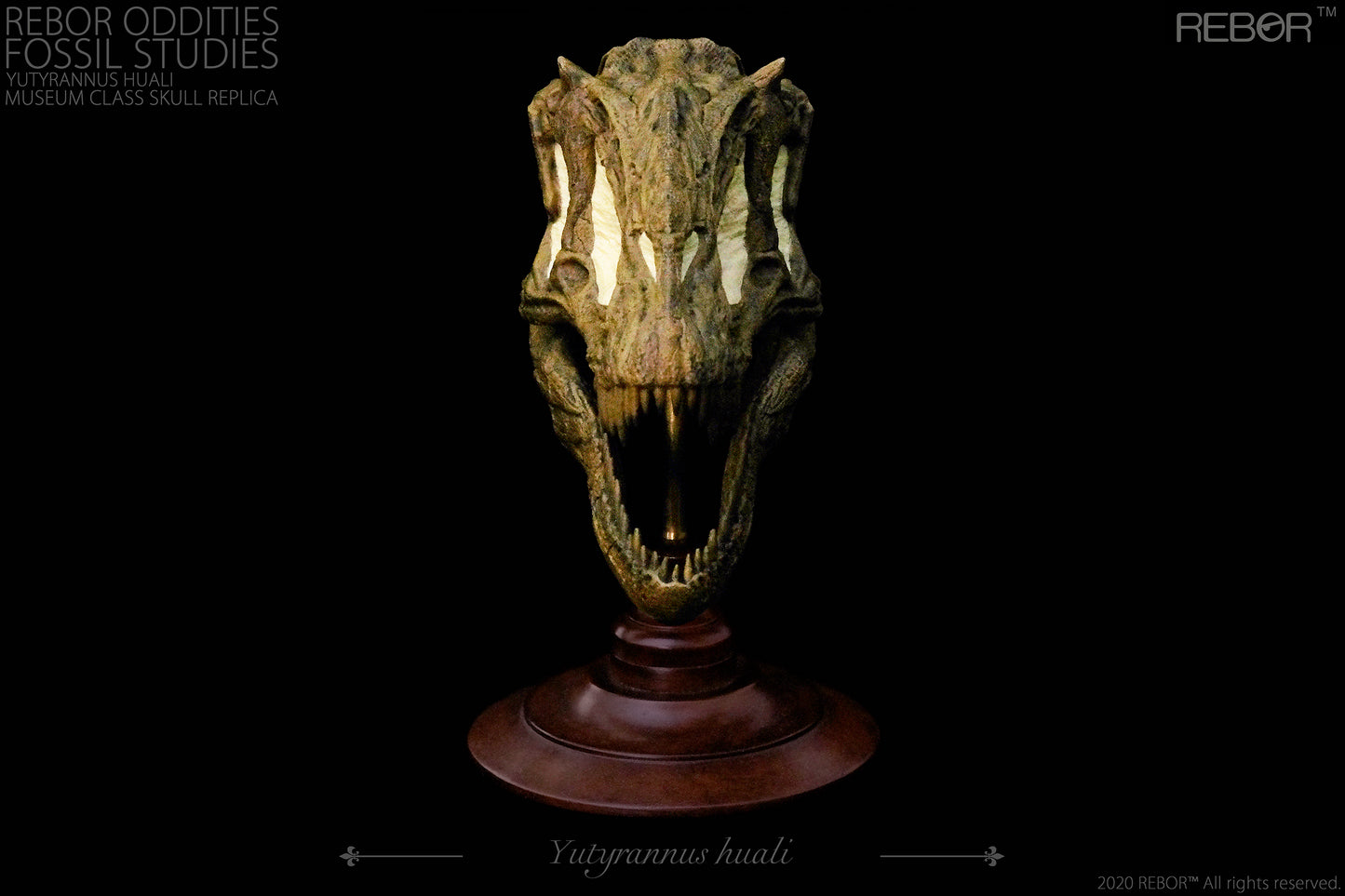 REBOR Oddities Fossil Studies Yutyrannus huali Museum Class Skull Replica
