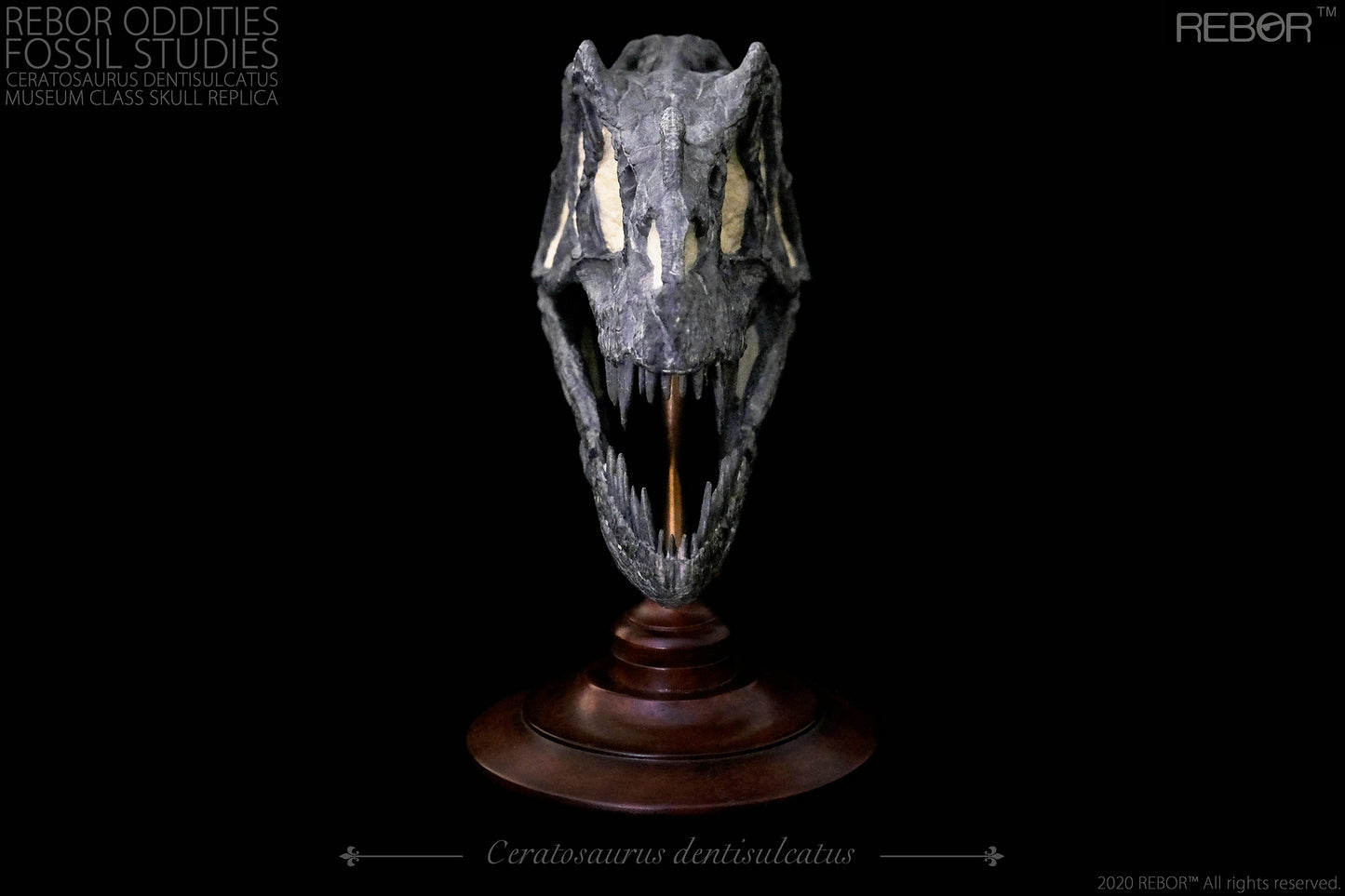 REBOR Oddities Fossil Studies Ceratosaurus Dentisulcatus Museum Class Skull Replica