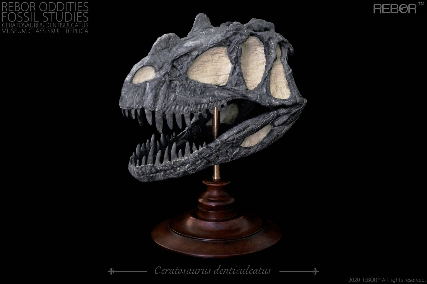 REBOR Oddities Fossil Studies Ceratosaurus Dentisulcatus Museum Class Skull Replica