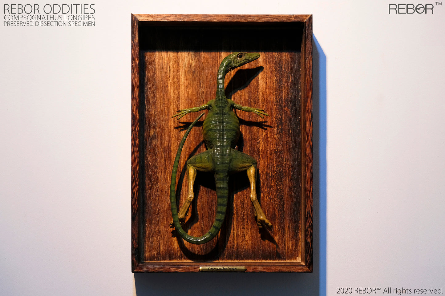REBOR Oddities Compsognathus longipes Preserved Dissection Specimen