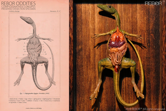 REBOR Oddities Compsognathus longipes Preserved Dissection Specimen
