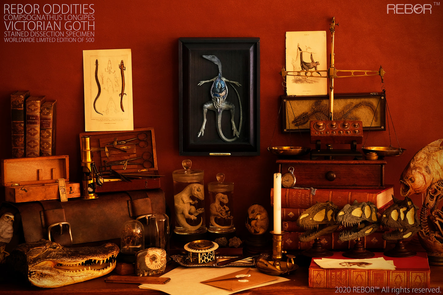REBOR Oddities Compsognathus longipes Victorian Goth Stained Dissection Specimen Worldwide Limited Edition of 500