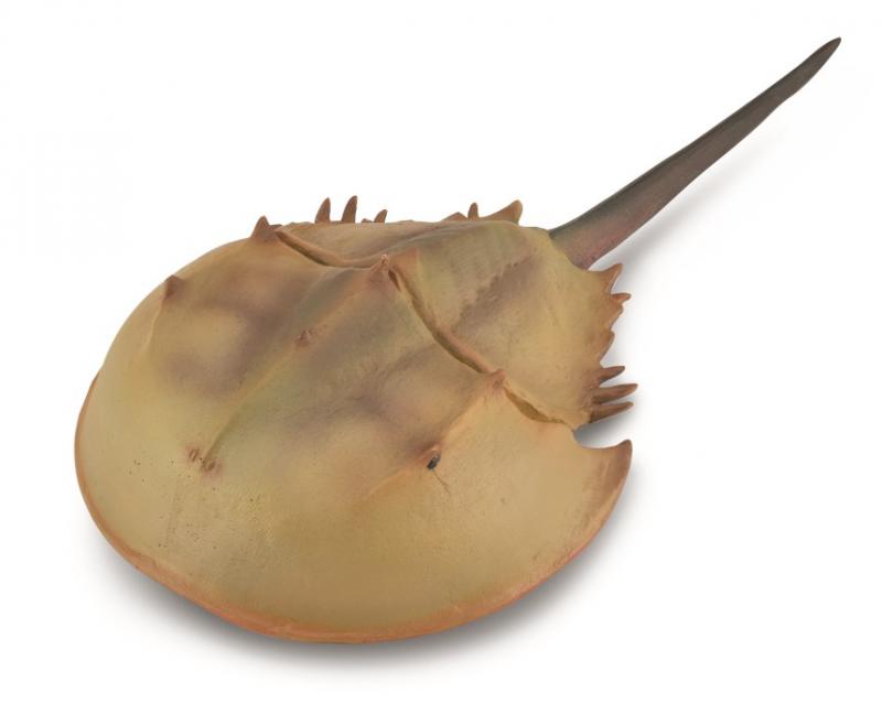 CollectA - Dolksvans (Horseshoe Crab)