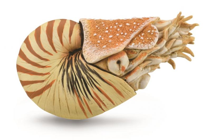 CollectA - Nautilus pompilius