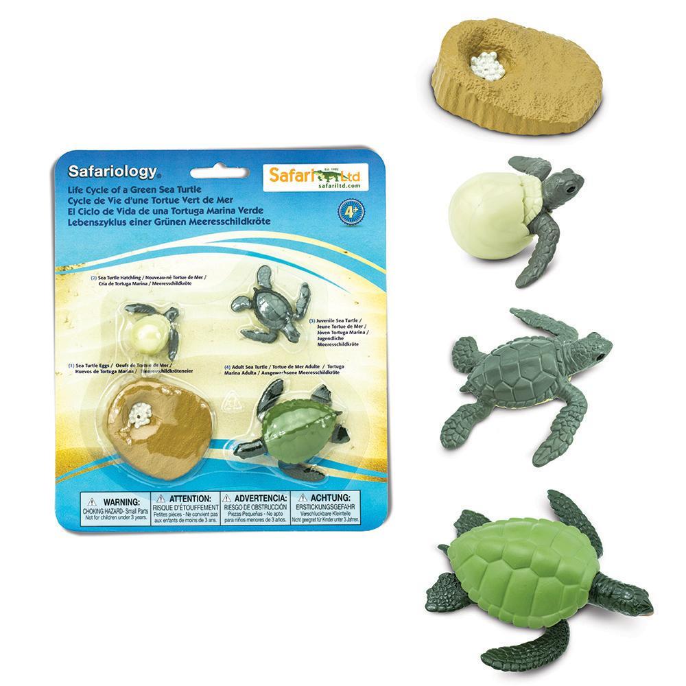 Safari Ltd - Life Cycle of a Green Sea Turtle Safariology®