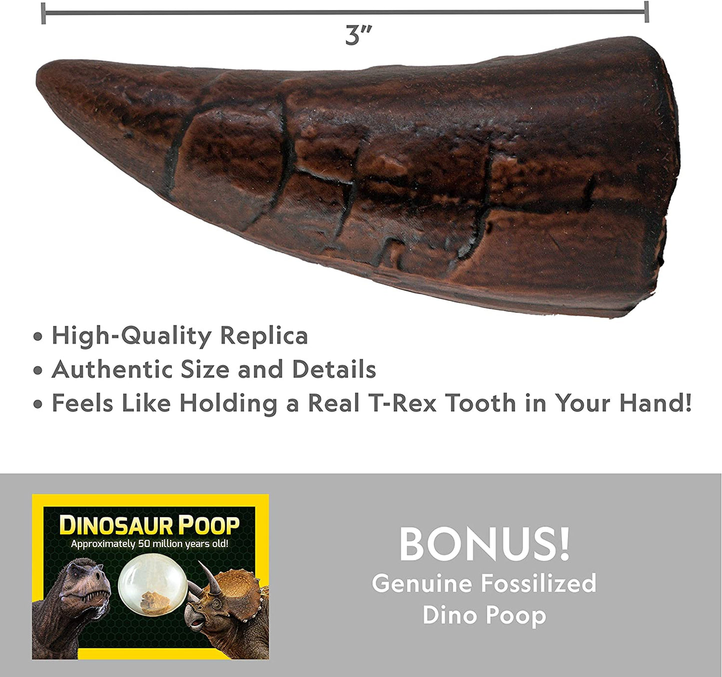 National Geographic, Gräv-kit tyrannosaurus tand replica