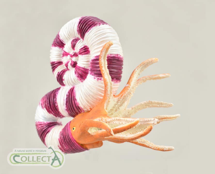 CollectA - Pravitoceras