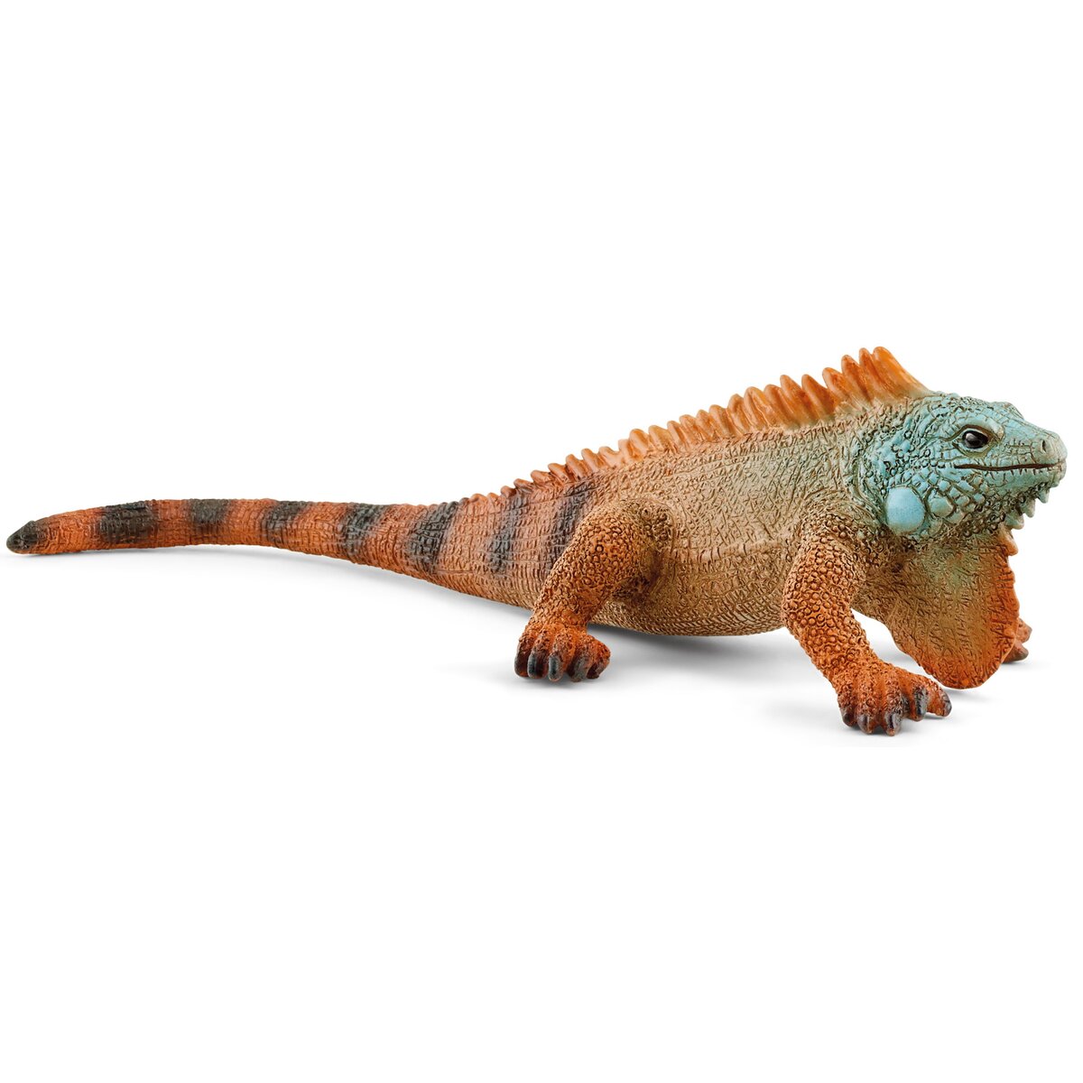 Iguana
