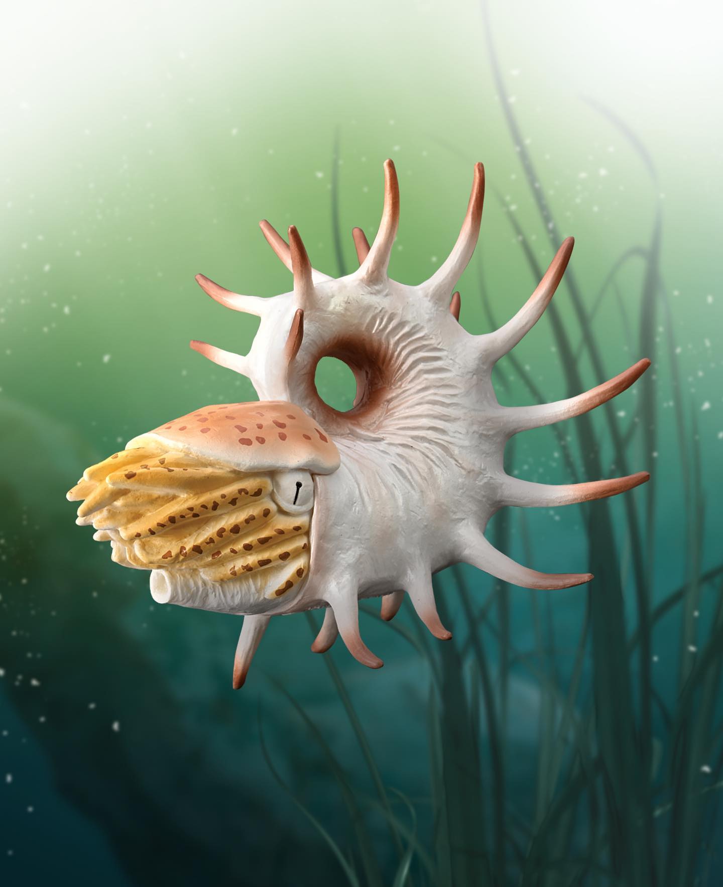 CollectA - Cooperoceras