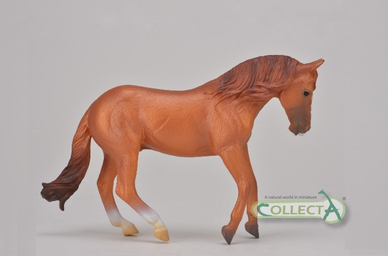 CollectA - Australisk boskapshäst fux (Australian Stock Horse) hingst