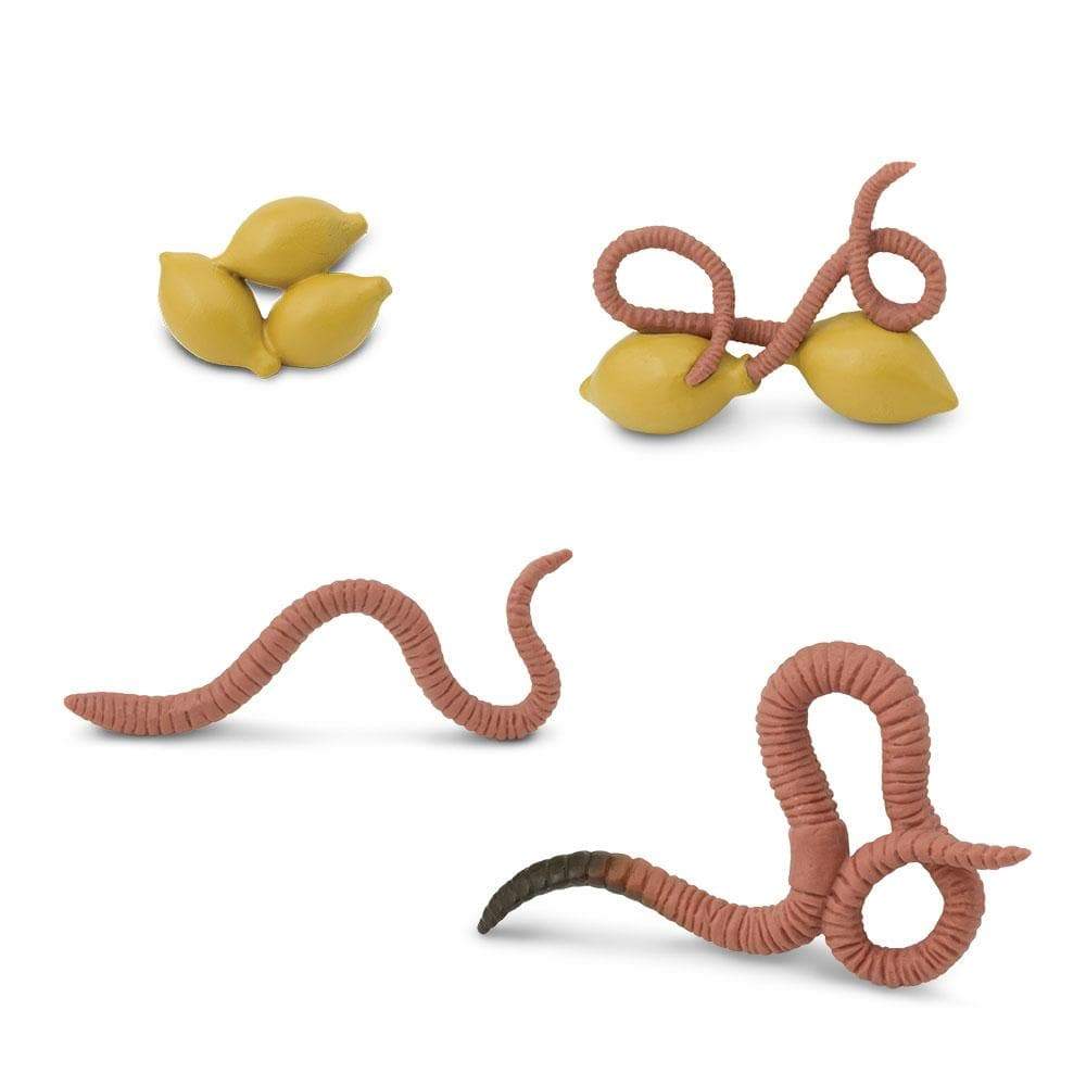 Safari Ltd - Life Cycle of a Worm Safariology®