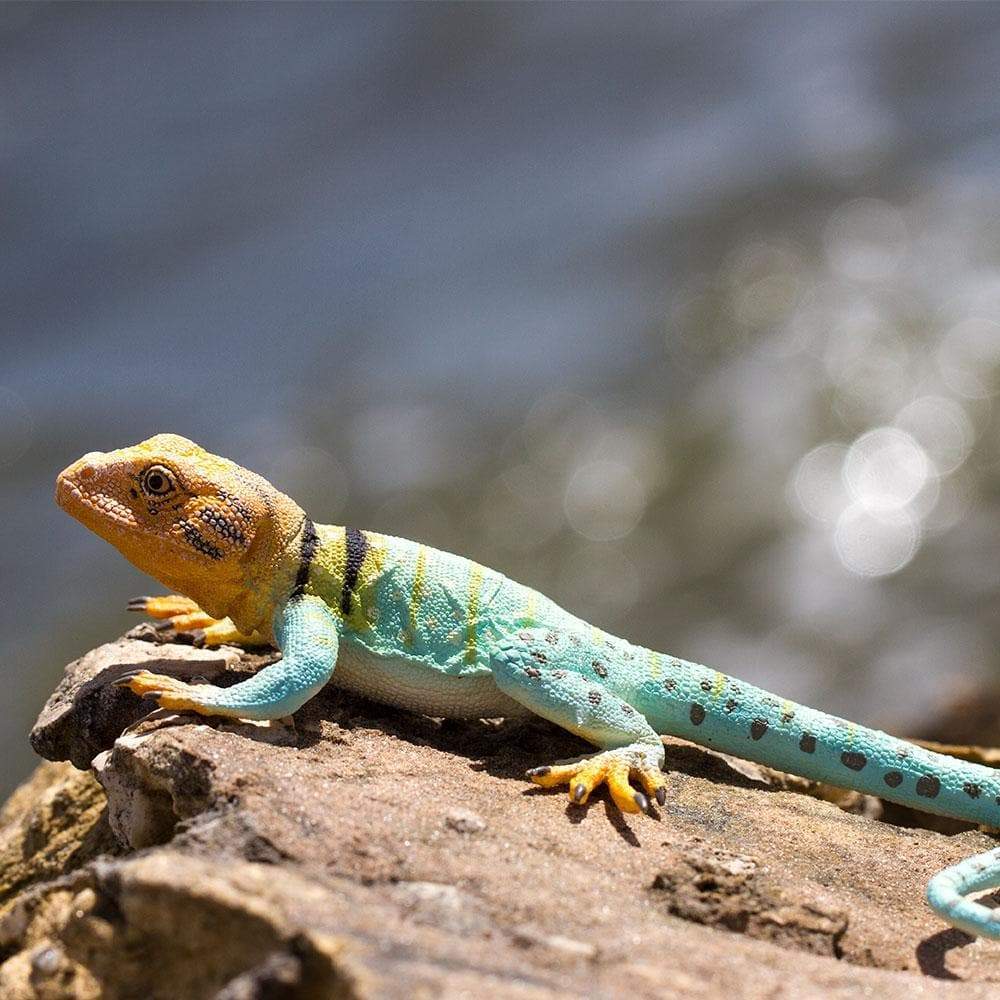 Safari Ltd - Collared Lizard