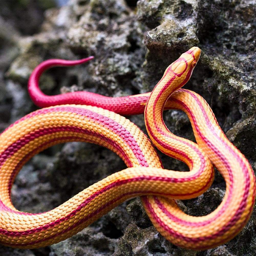 Safari Ltd - Corn Snake