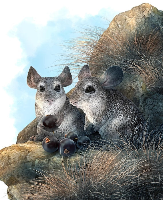 ColletcA - Liten Chinchilla