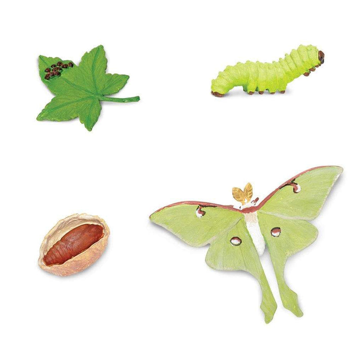 Safari Ltd - Livscykel av en Månspinnare (Actias luna) Safariology®