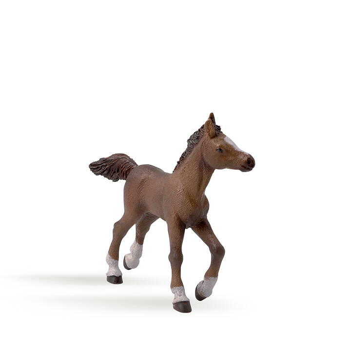 Papo - Angloarab föl