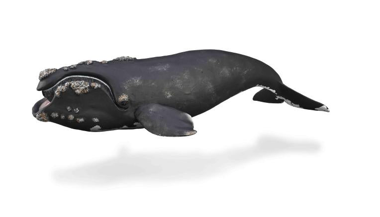 CollectA - Stillahavsnordkapare (Eubalaena, Right Whale)
