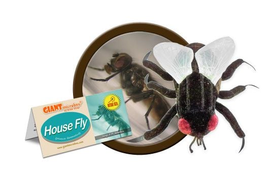 GIANTmicrobes - House Fly (Musca Domestica) - Husfluga