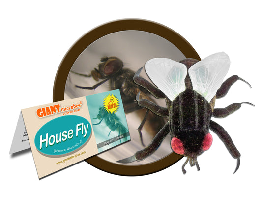 GIANTmicrobes - House Fly (Musca Domestica) - Husfluga