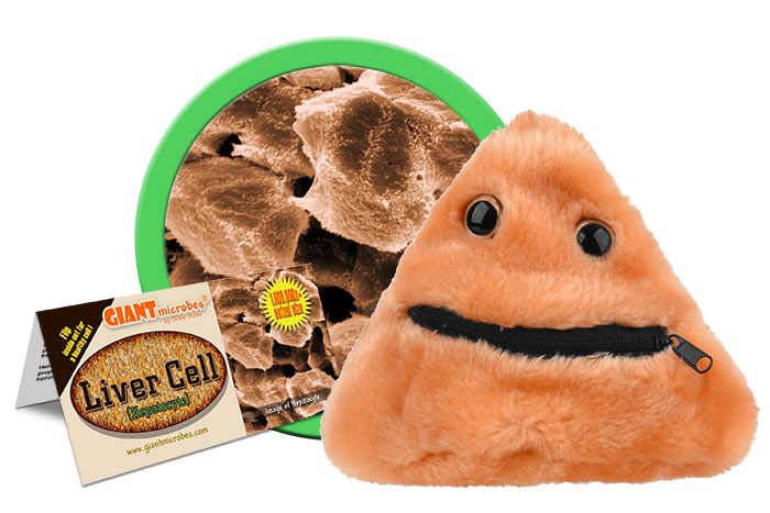 GIANTmicrobes - Liver Disease (Cirrhosis) - Leversjukdom