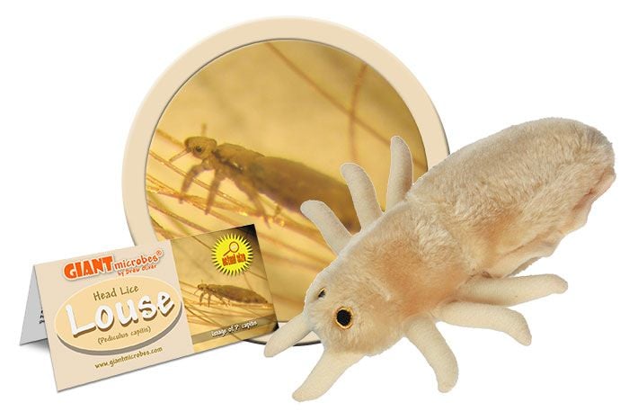 GIANTmicrobes - Louse (Pediculus Capitis) - Huvudlus